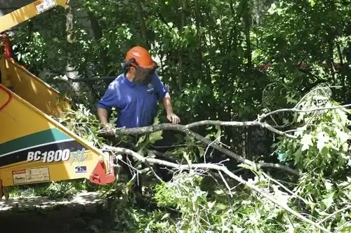 tree services New Brighton